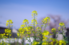 散歩中の菜の花　その２