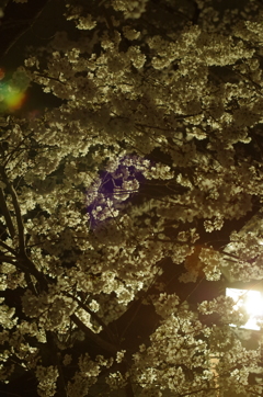 夜桜撮影散歩