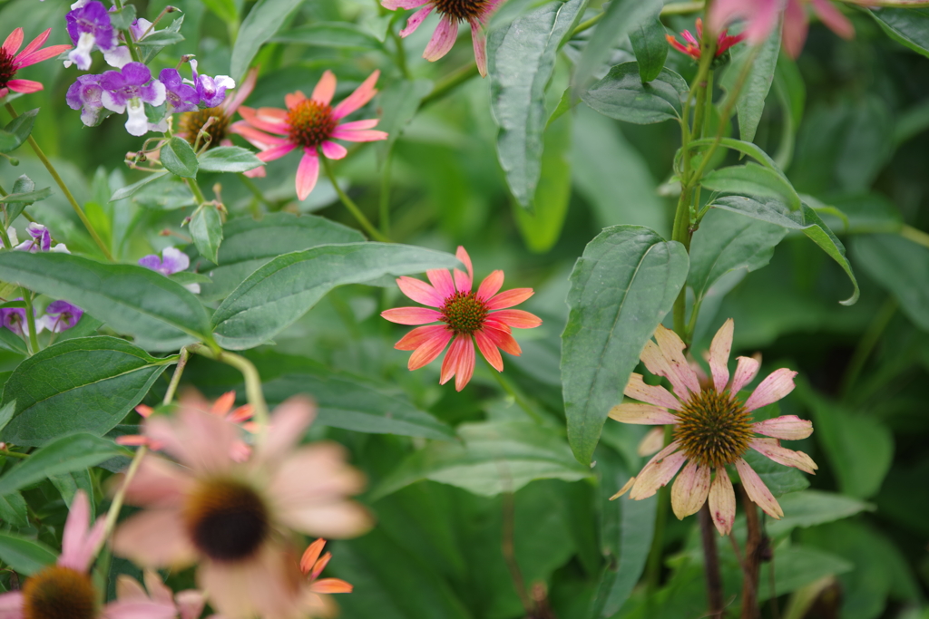 花　その４