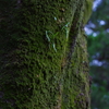 苔むした木　その２
