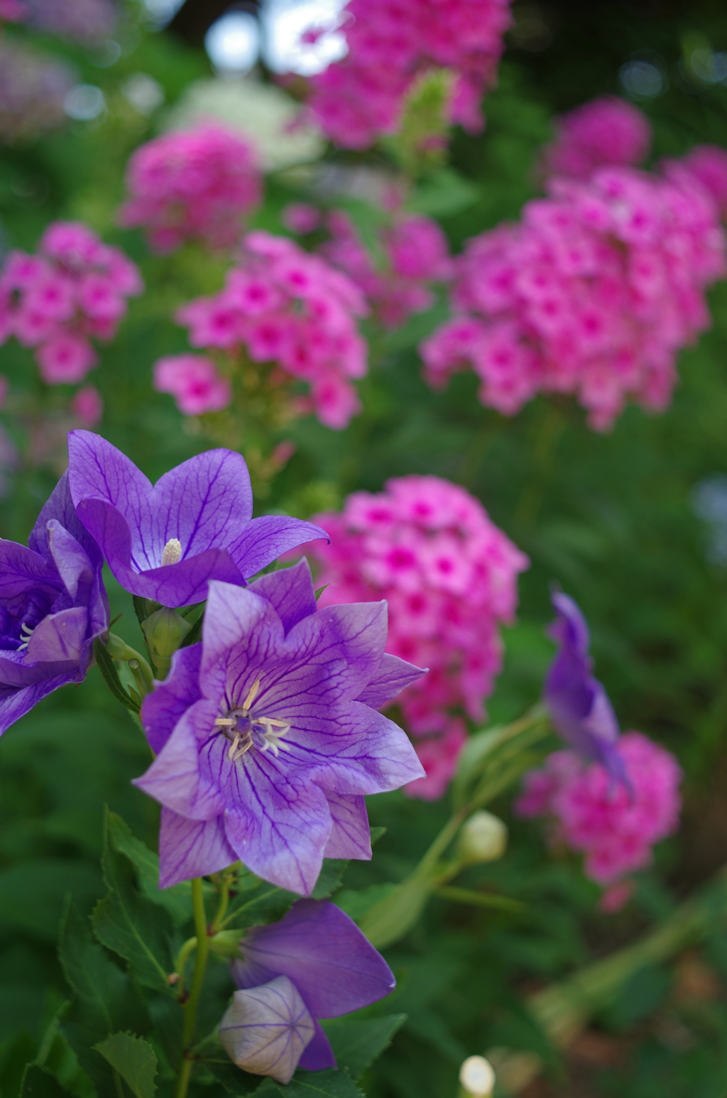 花２