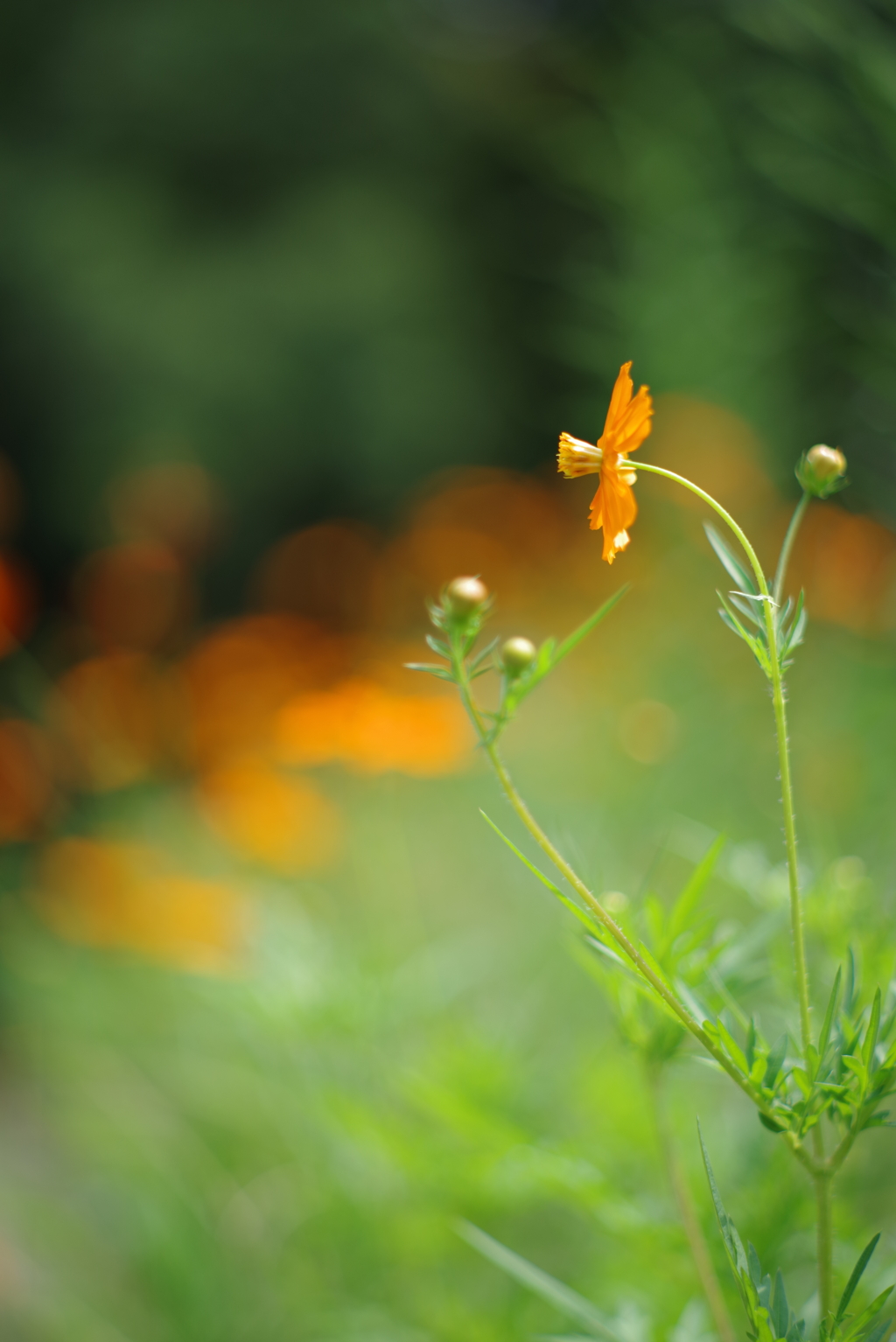 散歩中の花　その２