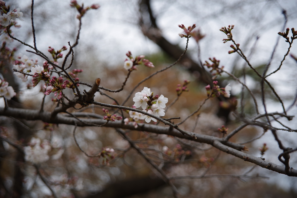 散歩中の桜　その３