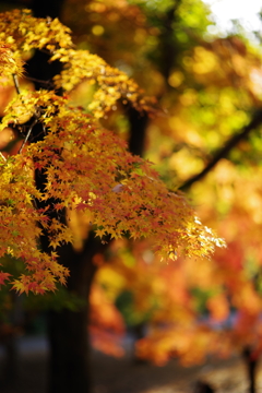 散歩中の紅葉　その１