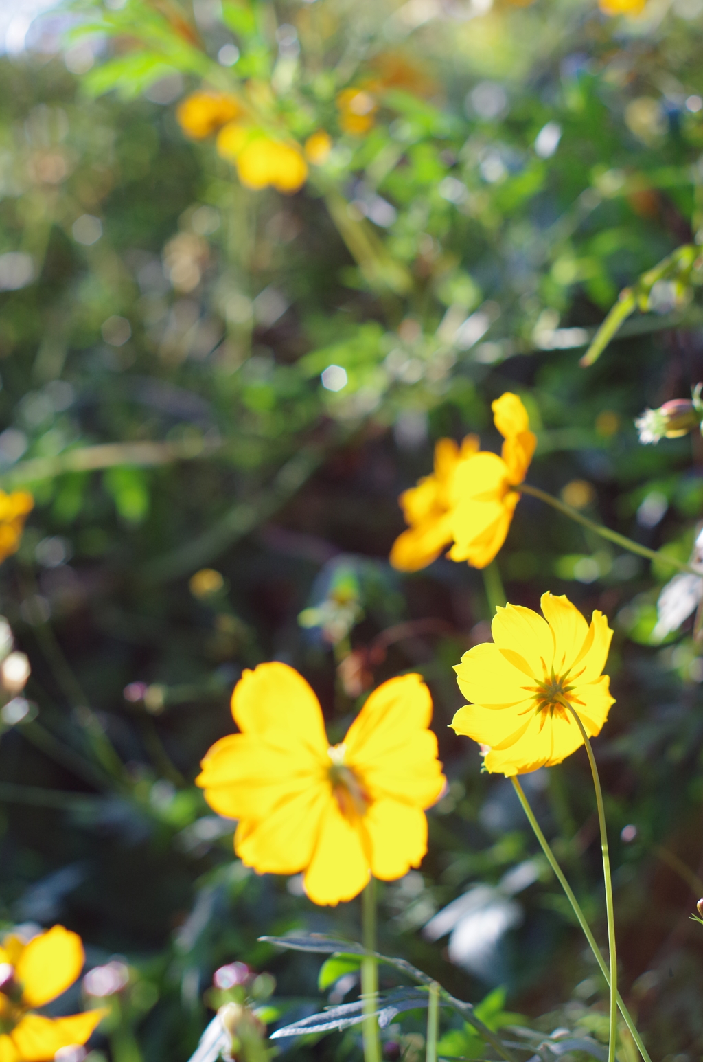 散歩中の花　その１