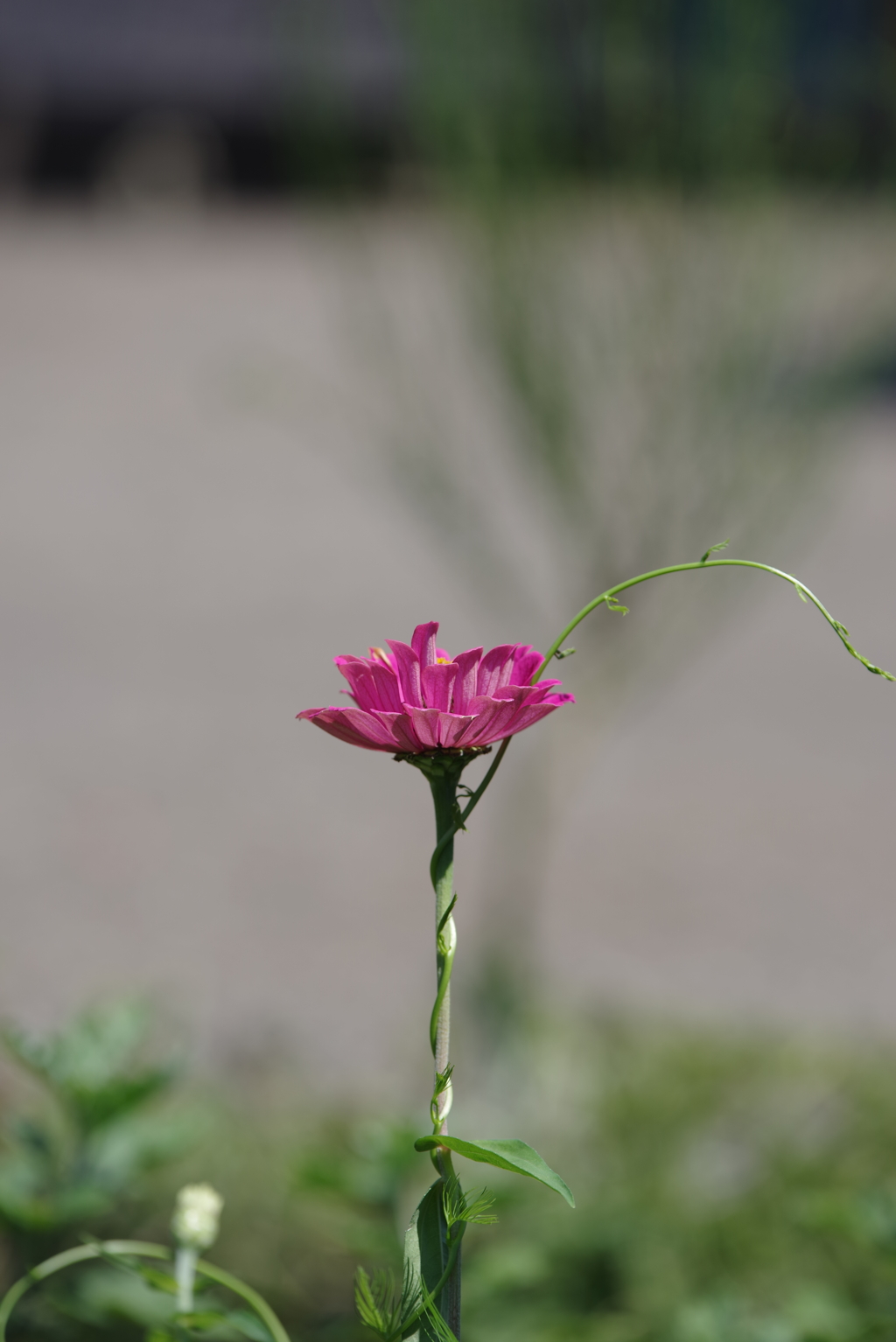 花と蔓　その１