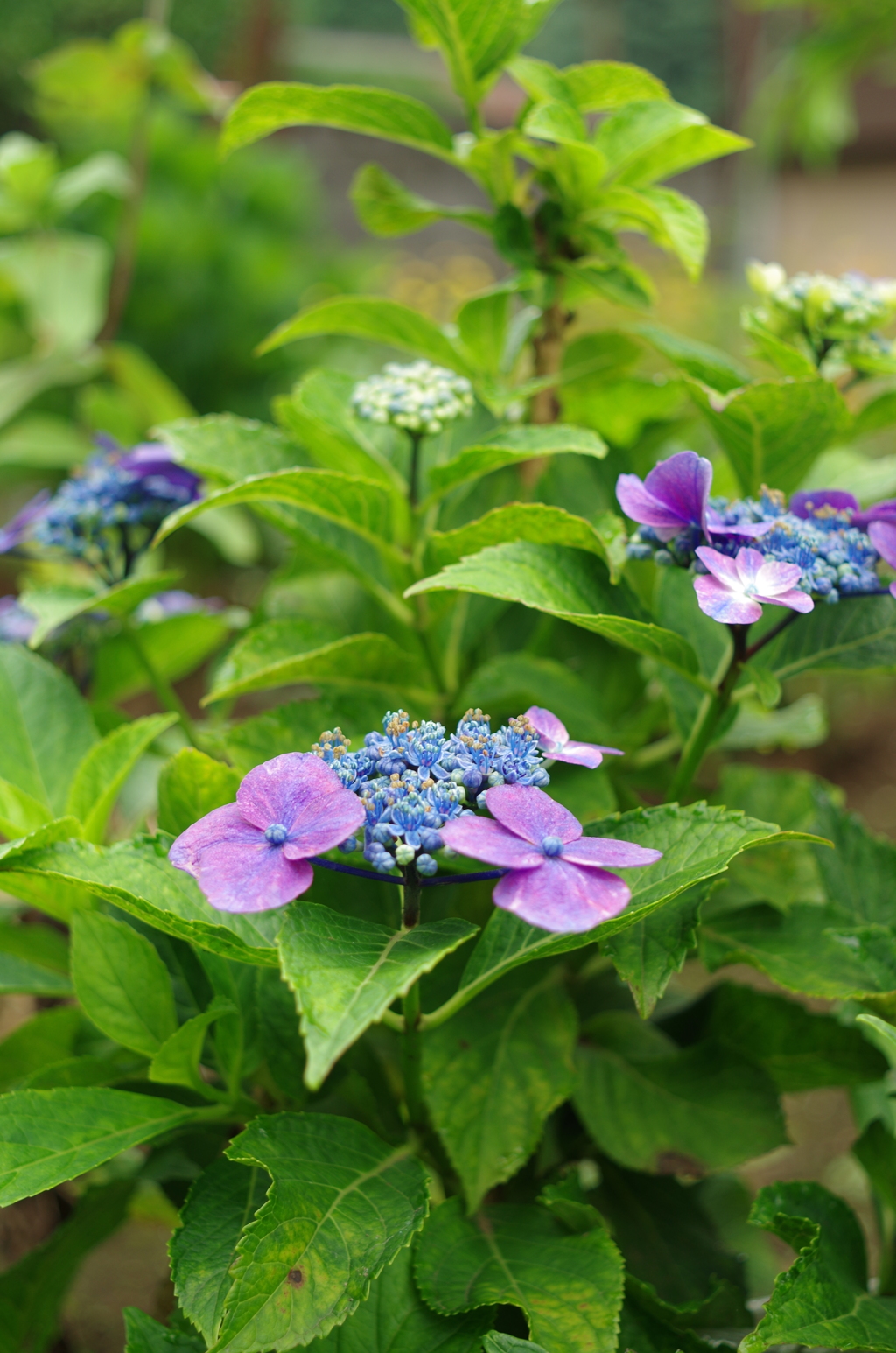 紫陽花　その３