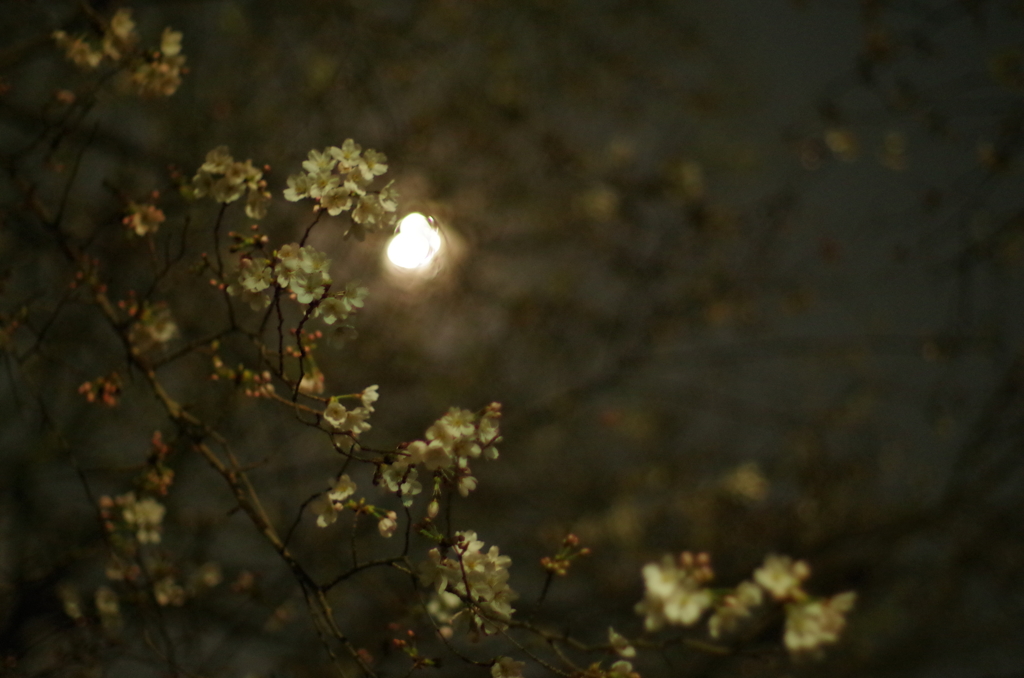 夜桜