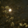 夜桜