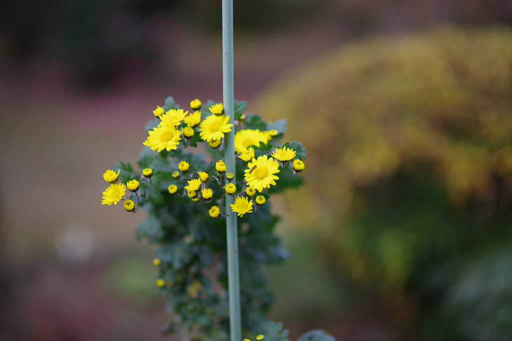 散歩中の花