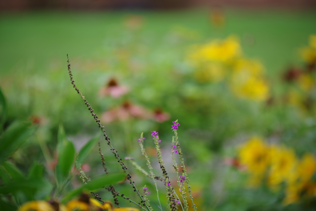 花　その７