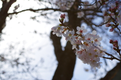 桜　その１