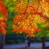 散歩中の紅葉　その２