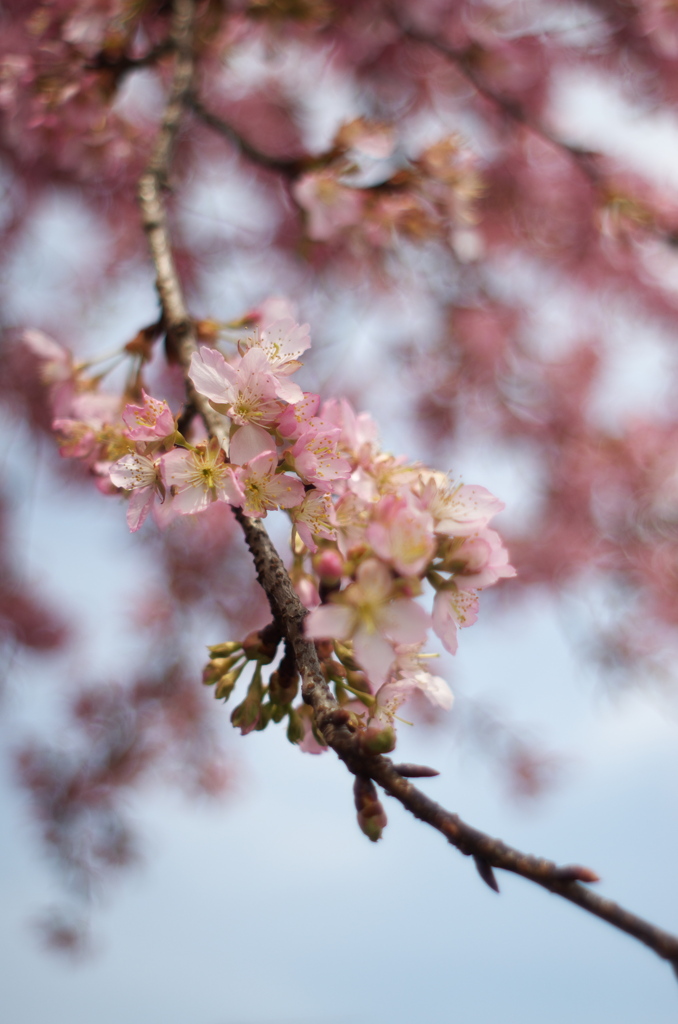 河津桜　その１
