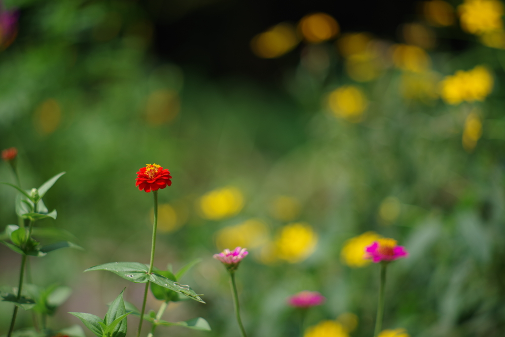 散歩中の花　その６