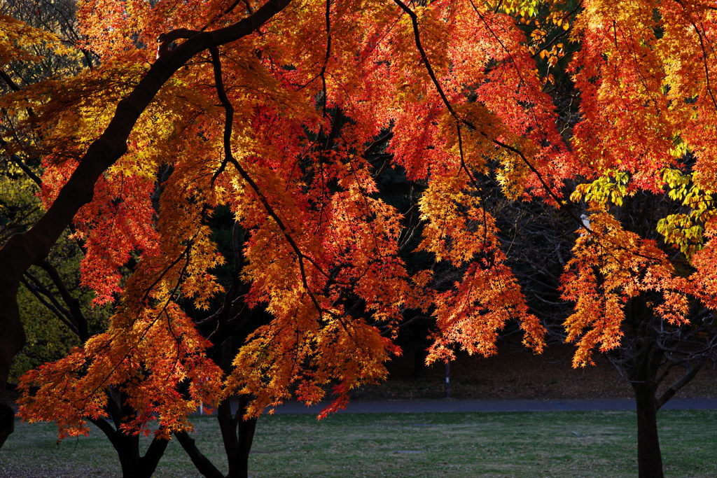 散歩中の紅葉　その７