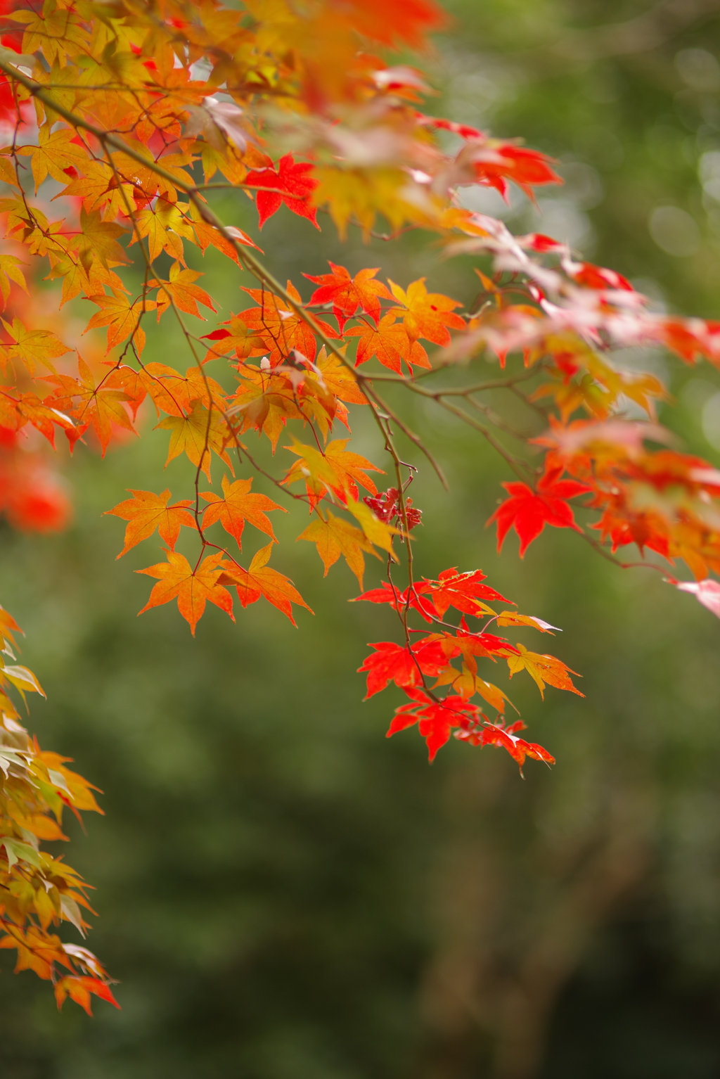 昼散歩でも紅葉　その２