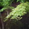 夜散歩　その３