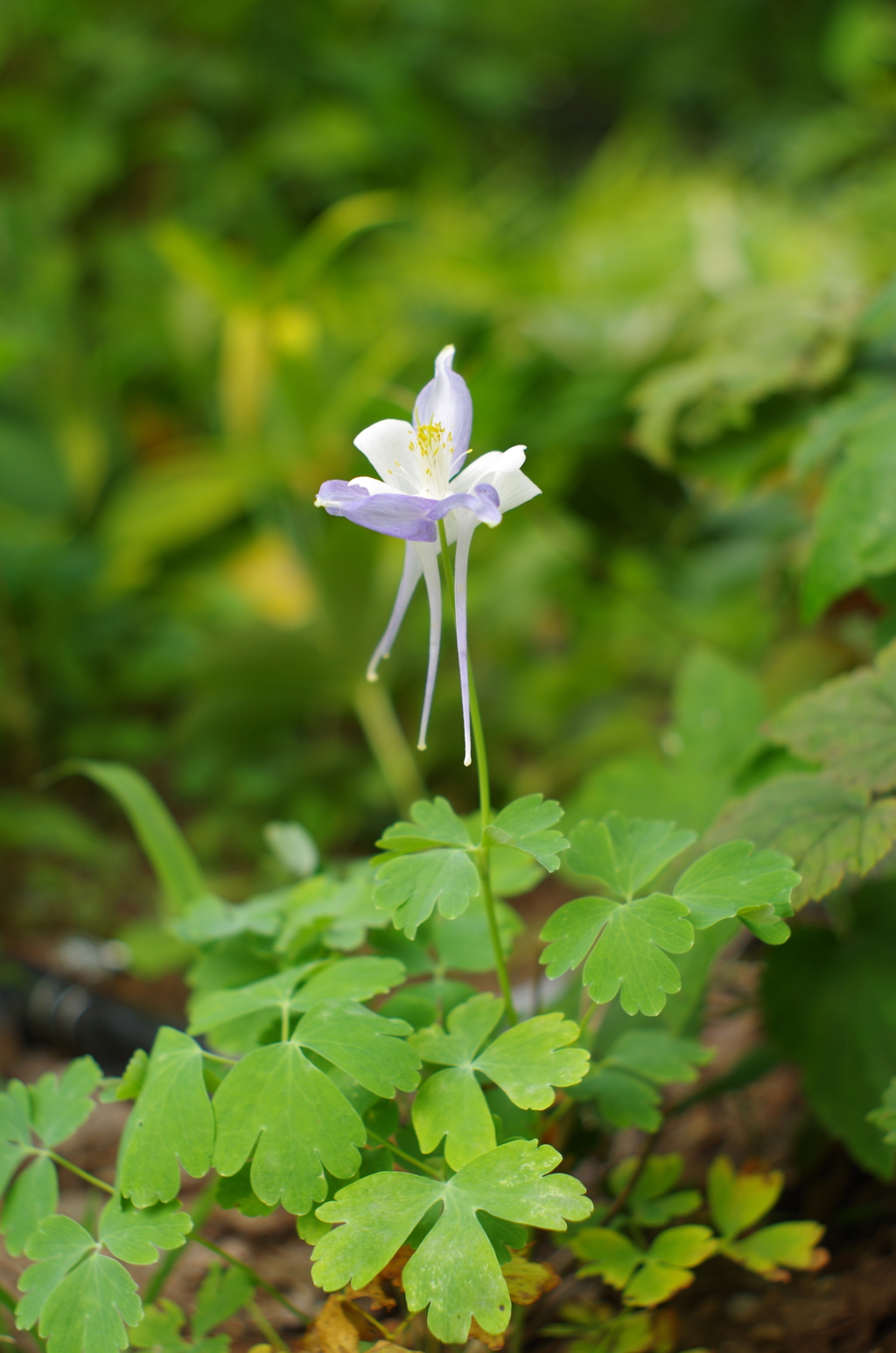散歩中の花　その２