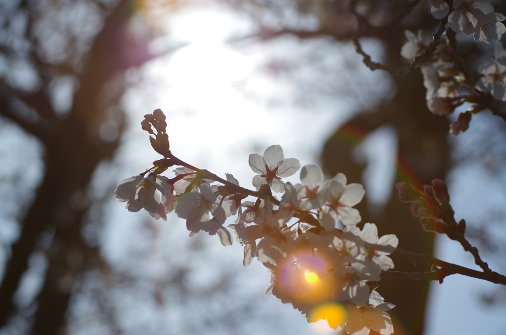 桜　その３