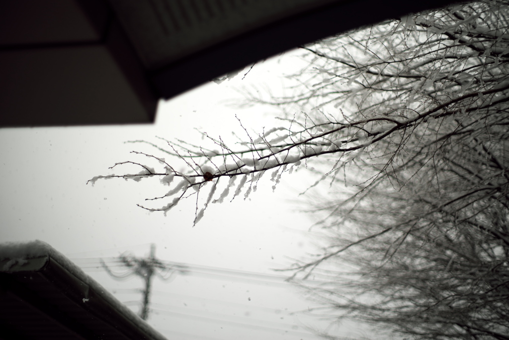 初雪、初一眼レフ　その２