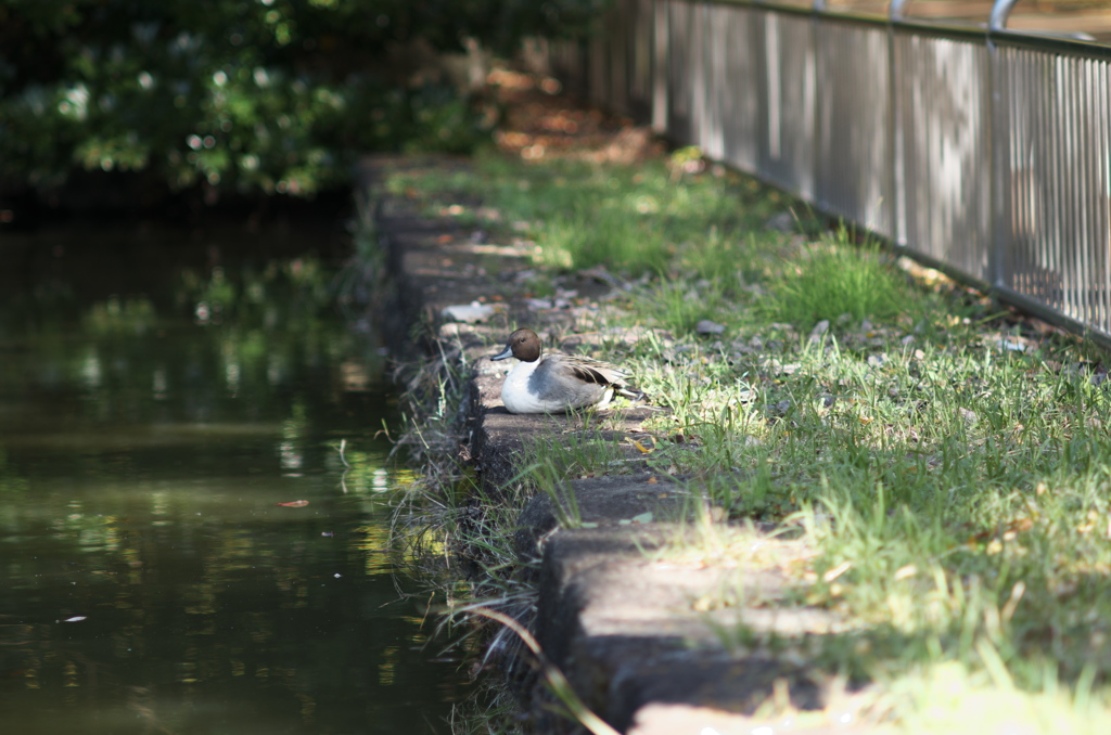 散歩中のカルガモ　その１