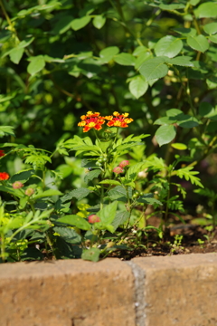 散歩中の花　その１