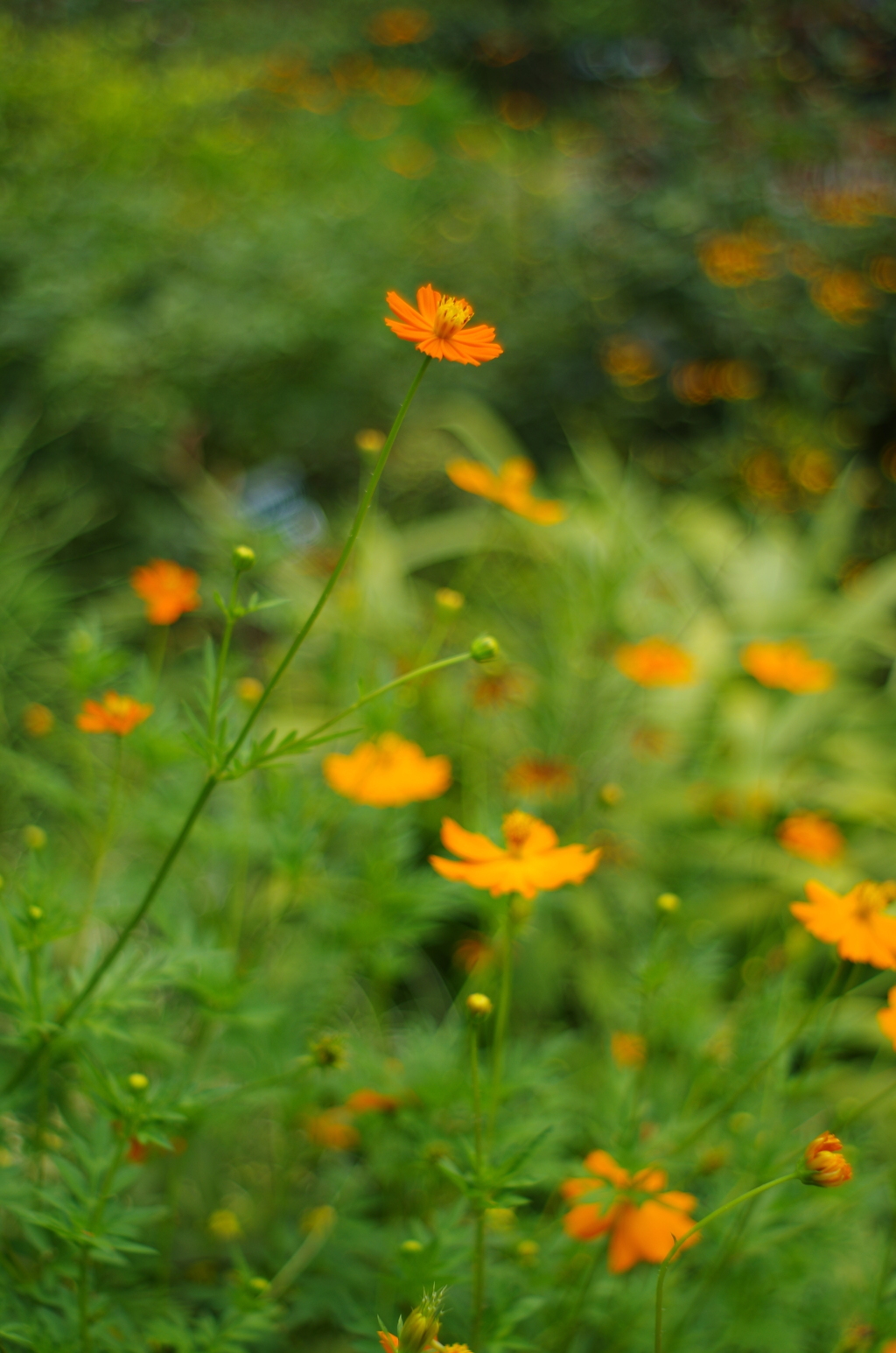 散歩中の花　その３