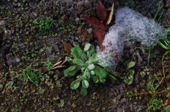 残り雪