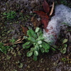 残り雪