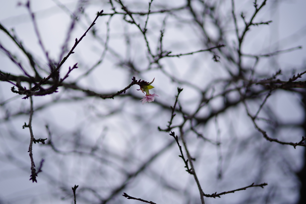 季節外れの桜