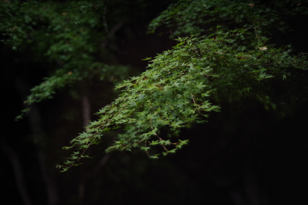 夜散歩　その４