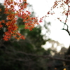 秋の名残　その２