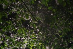 夜(葉)桜
