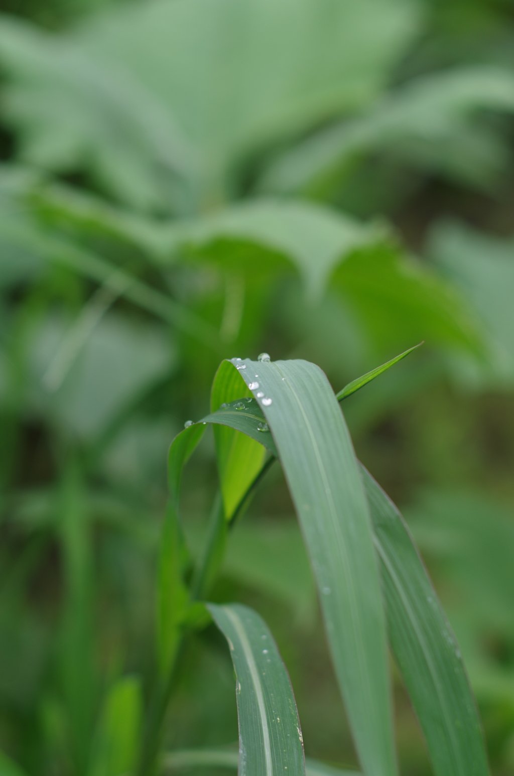 水滴