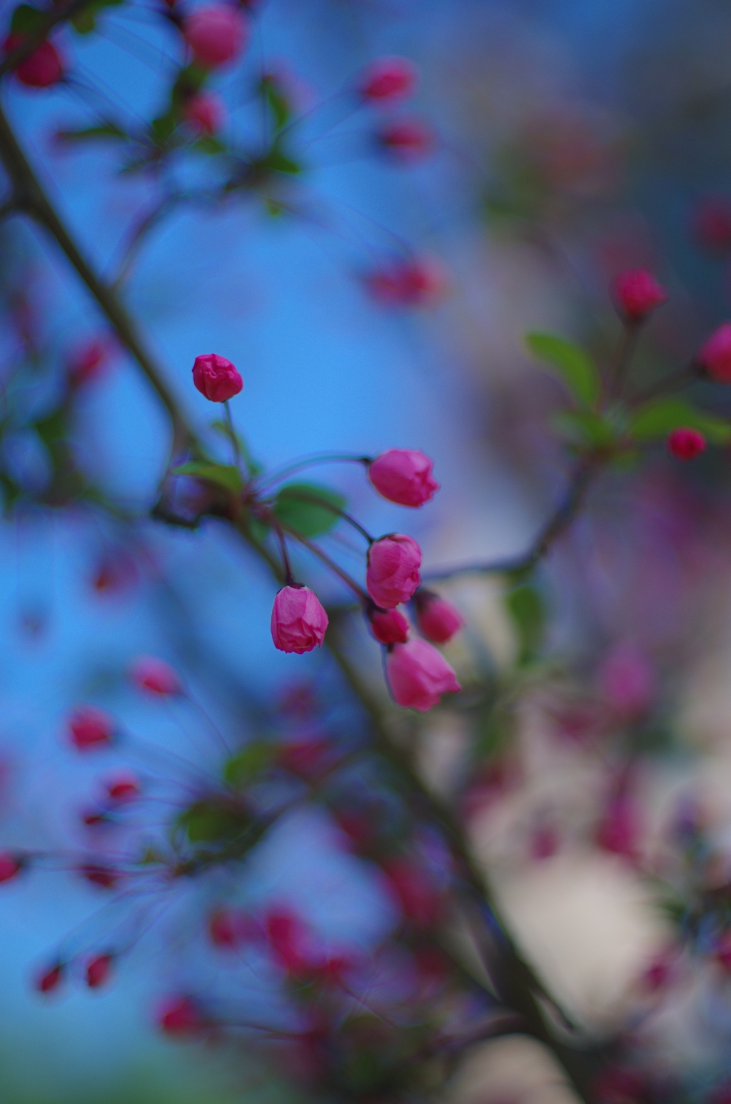 散歩中の花　その１