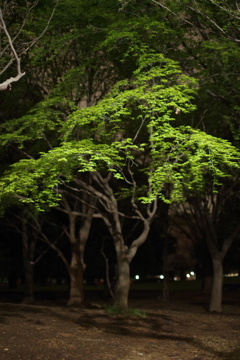 夜散歩　その３