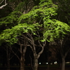 夜散歩　その３