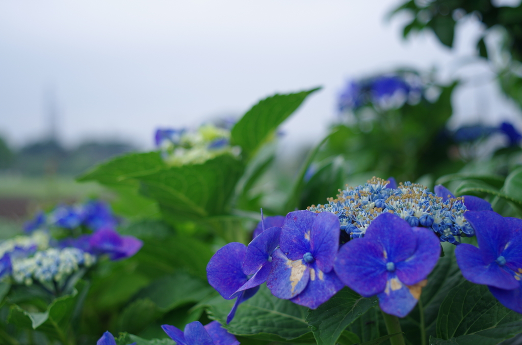 紫陽花　その２