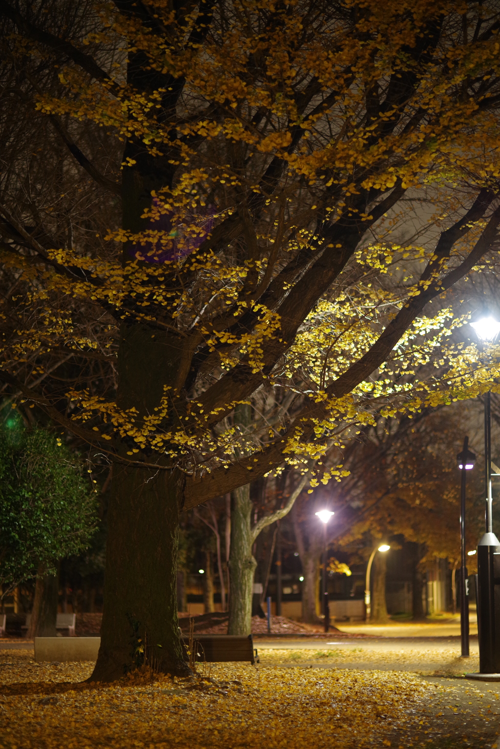 夜散歩で秋を撮る　その５