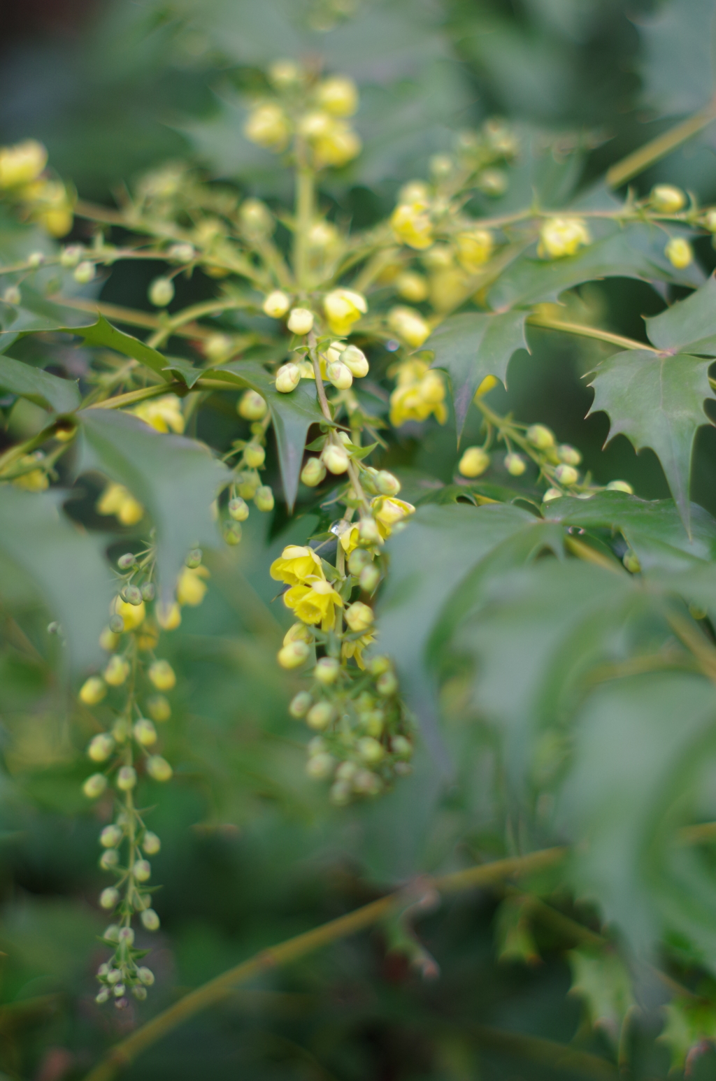 散歩先の花　その４