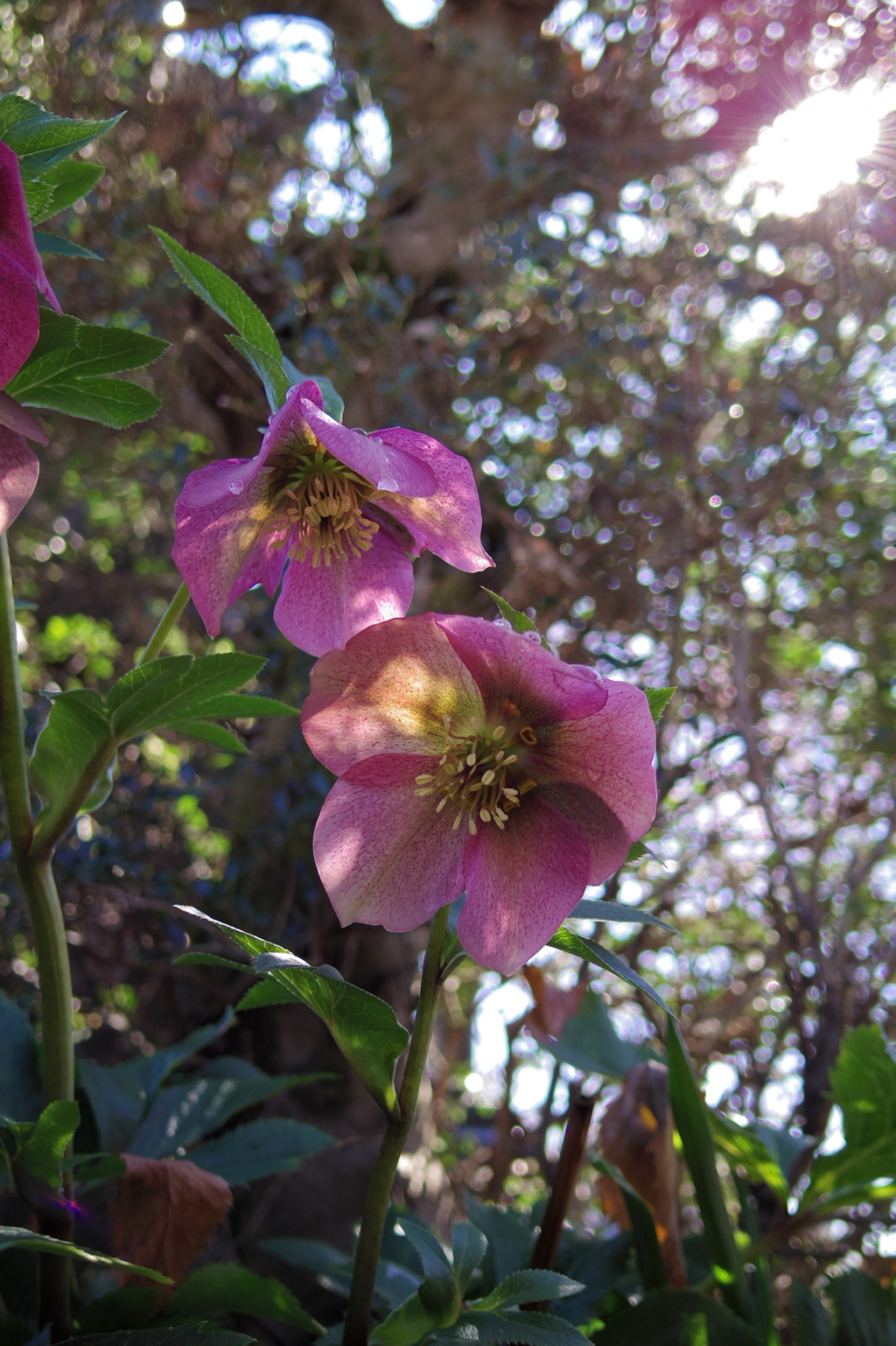 花と光
