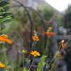 散歩中の花　その４