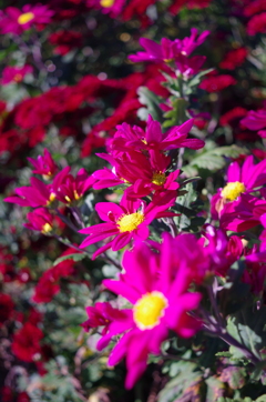 朝露と花　その２