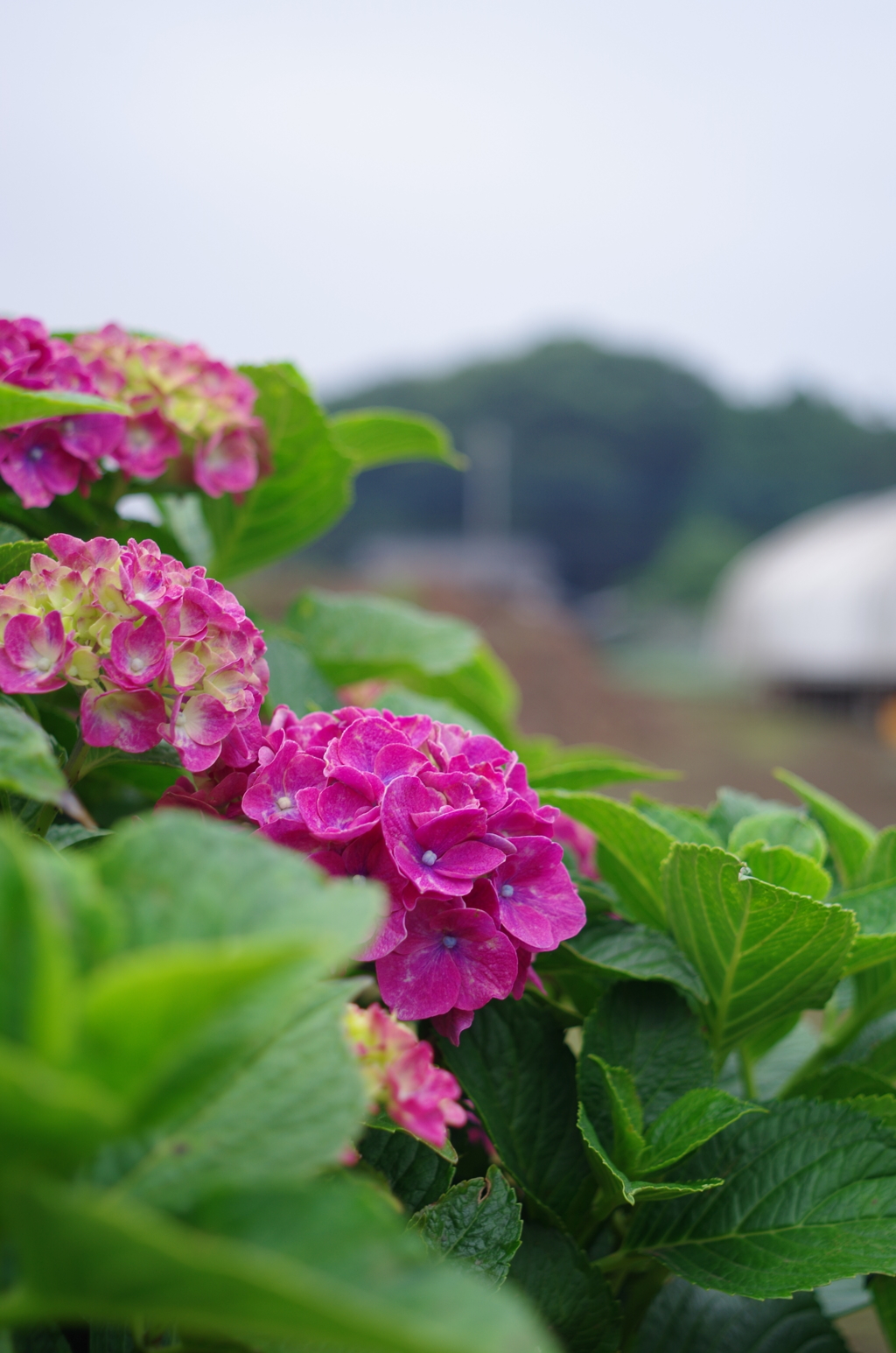 紫陽花　その１