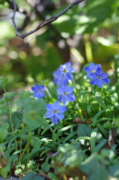 散歩中の花　その４