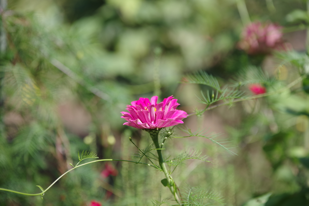 花と蔓　その２