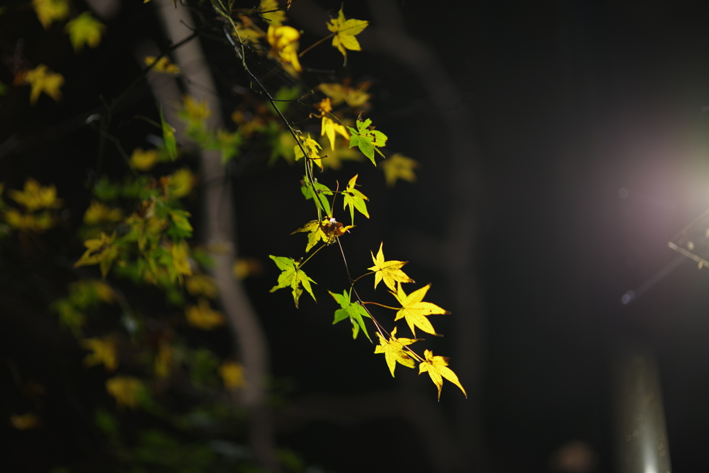 夜散歩で秋を撮る　その２