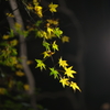 夜散歩で秋を撮る　その２
