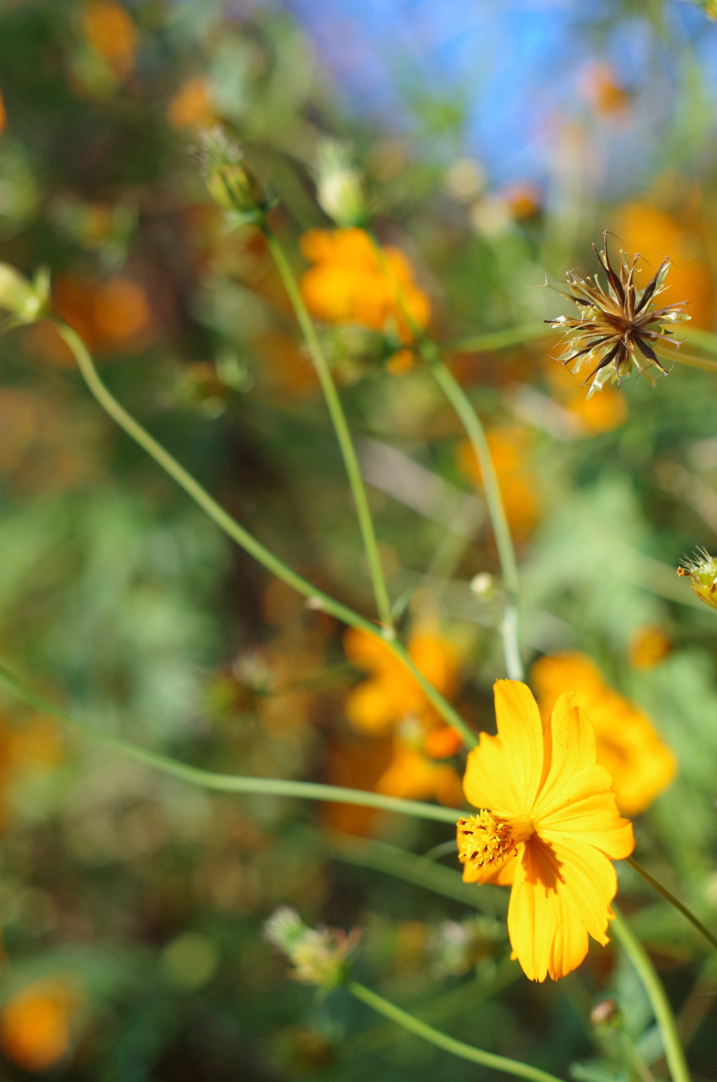 散歩中の花　その３